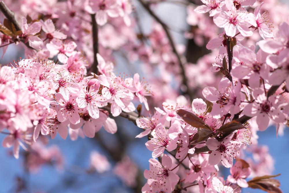 15G Prunus Cerasifera Thundercloud Flowering Plum 1000408