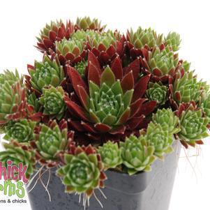 1G Sempervivum CHICK CHARMS CINNAMON STARBURST (Hens & Chicks) 1009956