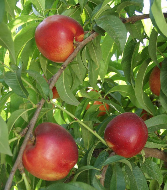 7G PRUNUS X 'INDEPENDENCE' Independence Nectarine Self pollinating 1001624