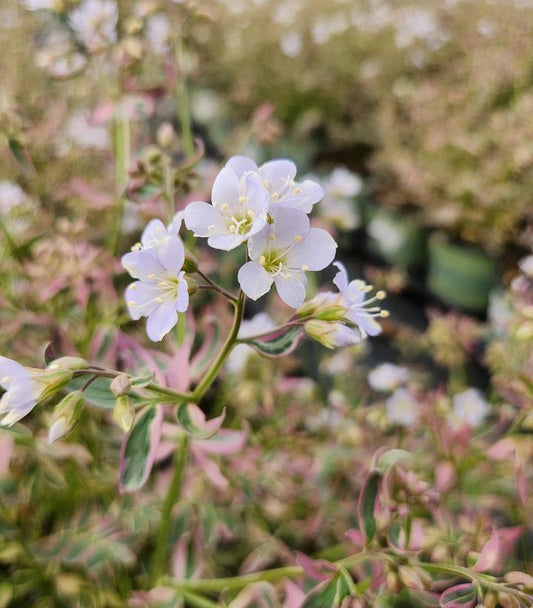 1G Polemonium r. 'Stairway to Heaven' Stairway to Heaven Jacobs Ladder 1003340