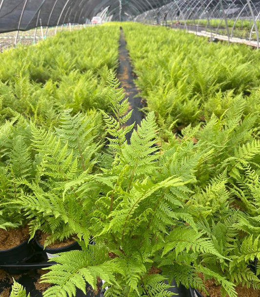 1G Athyrium Filix Femina Lady in Red - Fern - 1002783