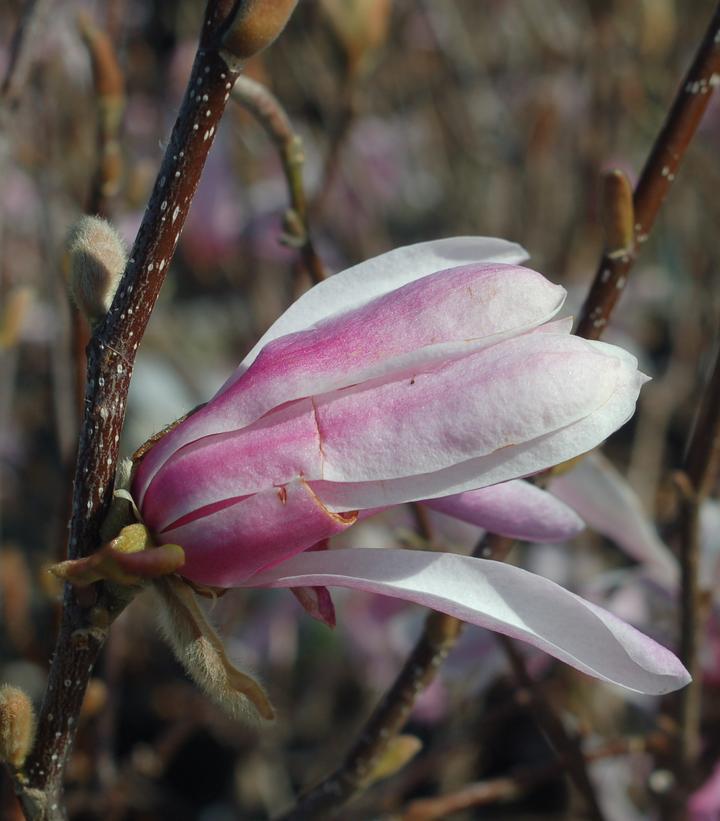 3G MAGNOLIA X LOEB. LEONARD MESSEL Leonard Messel Magnolia 1000652