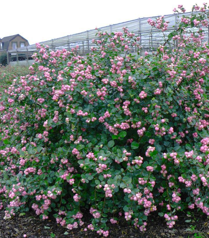 3G Symphoricarpos Proud Berry® ('Sofie') Proud Berry® Coral Berry: Patent PP21,226 (Snowberry, Ghostberry) 1008275