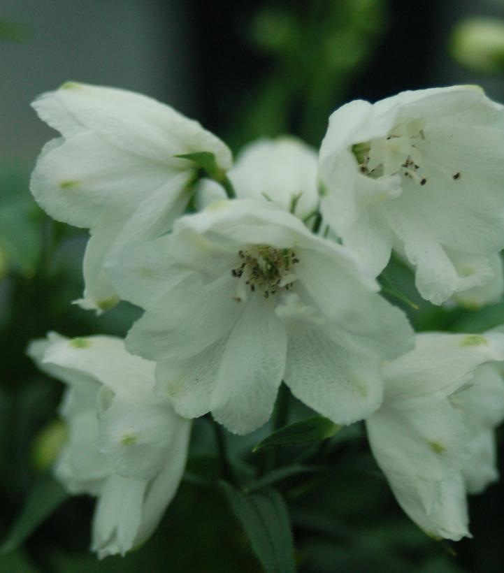 2G Delphinium Guardian 'White' White Guardian Larkspur 1003998