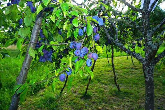 5G Prunus X `Damson` European Plum Damson European Plum 1013660