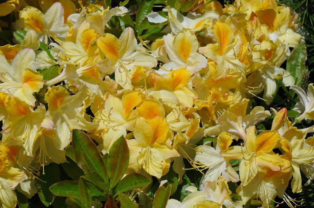 3G AZALEA 'LEMON LIGHTS' Lemon Lights Azalea Deciduous