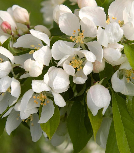 7G Malus 'Spring Snow' Spring Snow Crabapple 1007042