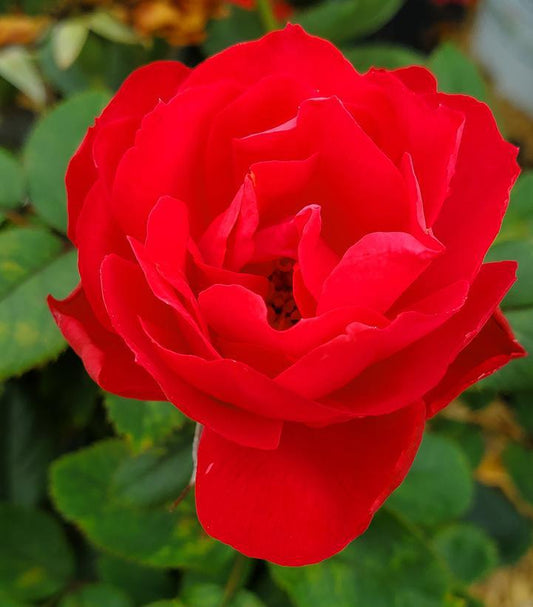 8" Rosa x 'Oso Easy Double Red' ('Meipeporia') Oso Easy Double Red® Landcape Rose: Patent PP26,298 1013119