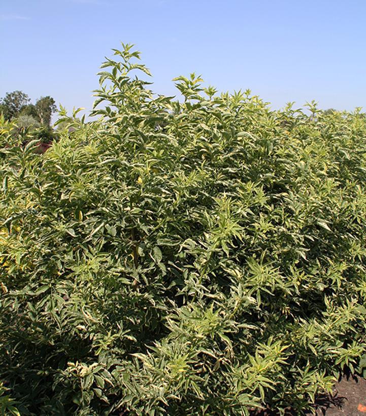 3G Sambucus nigra 'Instant Karma' ('Sanivalk') Instant Karma® Elderberry: Patent PP28314 1008825