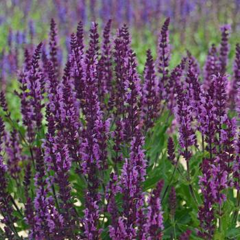 8" SALVIA BUMBLEBERRY PT (Sage) 1010958