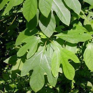 3G Sassafras albidum Sassafras 1004794