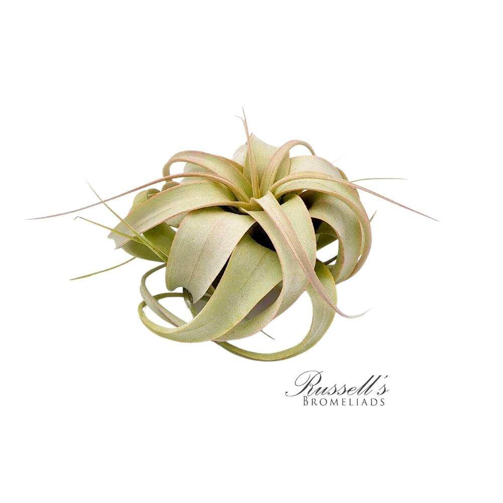 Xerographica 3"-4" Air Plant PL0134