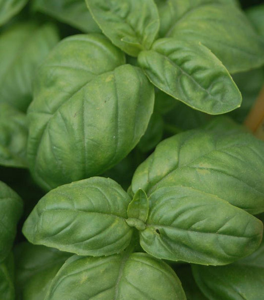 1G Ocimum b. 'Genovese' Green Basil 1002111