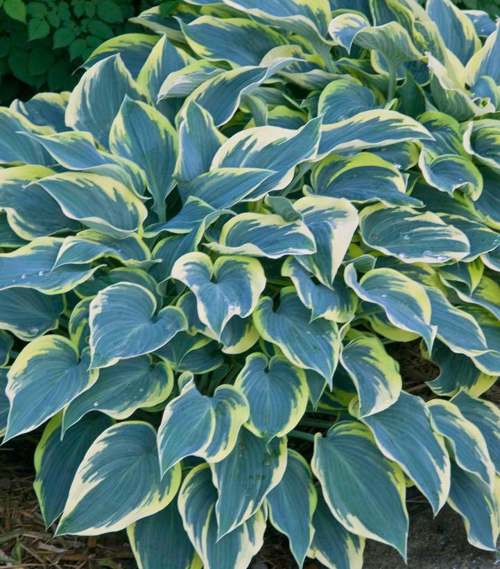 2G Hosta 'First Frost' First Frost Hosta 1008803