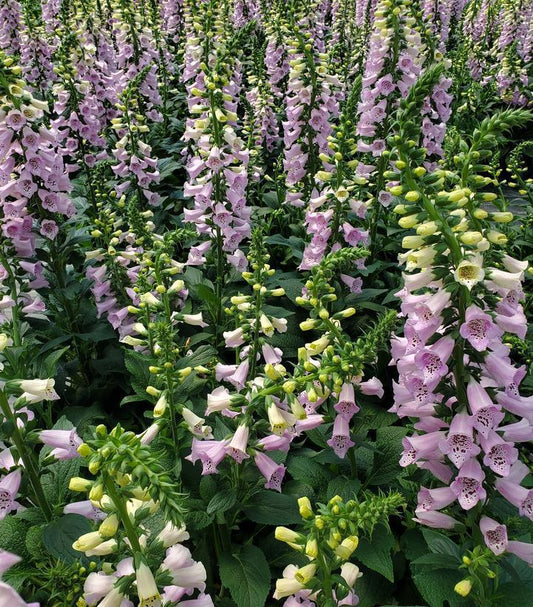 1G Digitalis purpurea 'Camelot Lavender' Camelot Lavender Foxglove 1004244