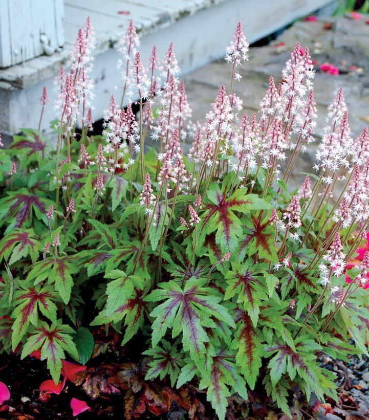 8" Tiarella 'Sugar & Spice' Sugar & Spice Foamflower 1010918