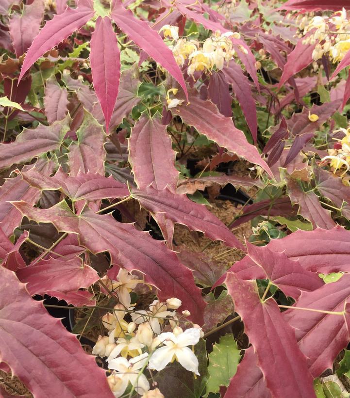 1G Epimedium wushanense 'Sandy Claws' Sandy Claws Barrenwort 1012251