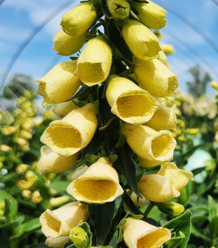 1G Digitalis grandiflora 'Carillon' Carillion Foxglove 1007721