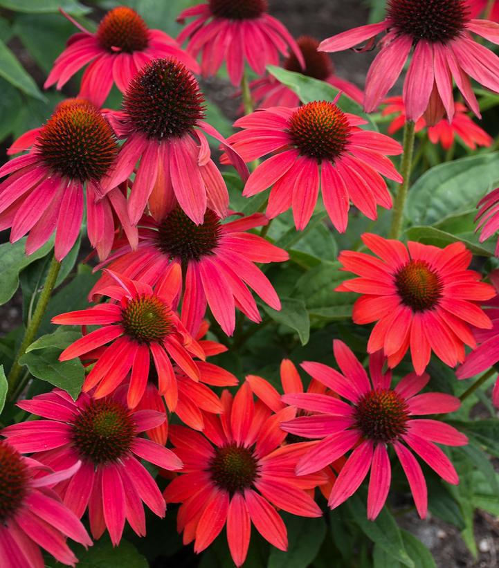 1G Echinacea purpurea 'SUMMERSONG™ Firefinch' Firefinch™ Coneflower 1009562