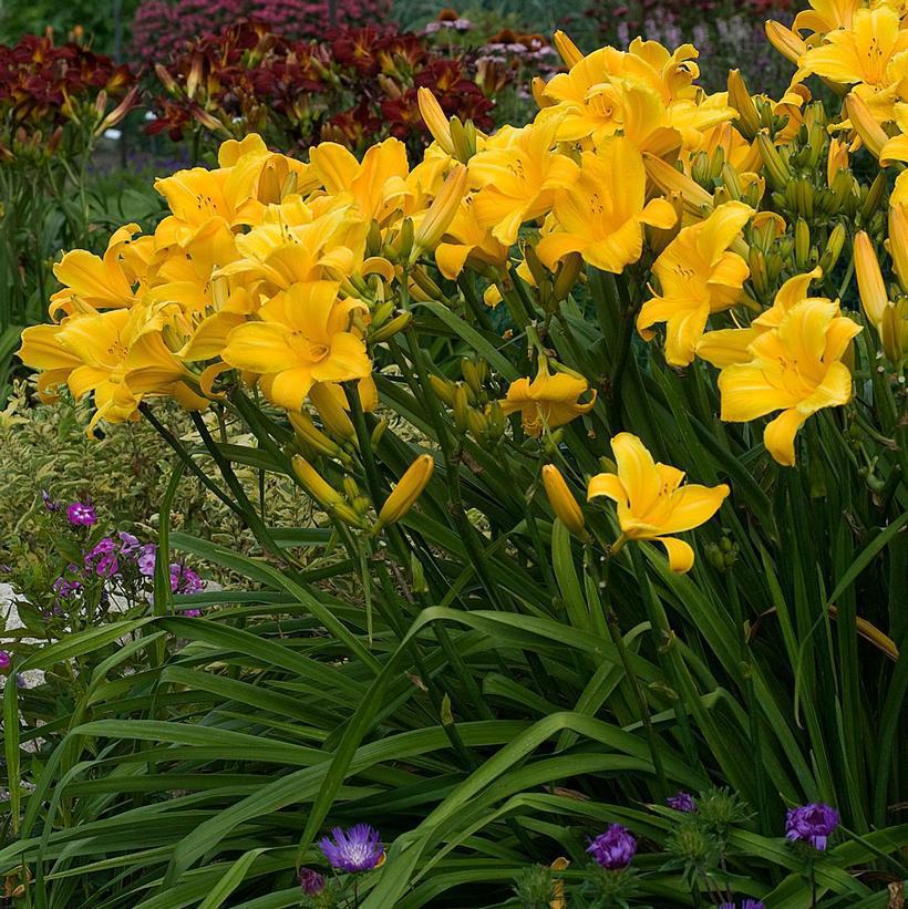 1G HEMEROCALLIS 'BUTTERED POPCORN' Daylily 1010942