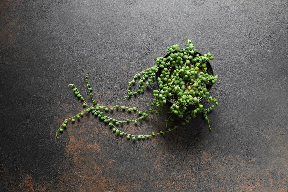 4" Senecio String of Pearls