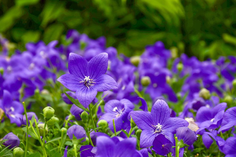 1G Platycodon grand. 'Astra Blue' Astra Blue Dwarf Balloon Flower 1012291 (Balloon Flower)