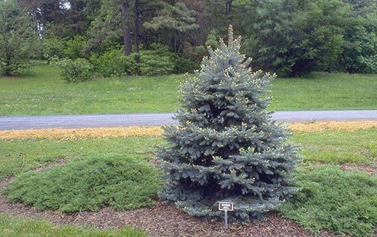 6G Picea Pungens Baby Blue Spruce 1008061