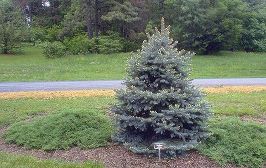 3G PICEA PUNGENS `BABY BLUE` (Blue Spruce) 1003480