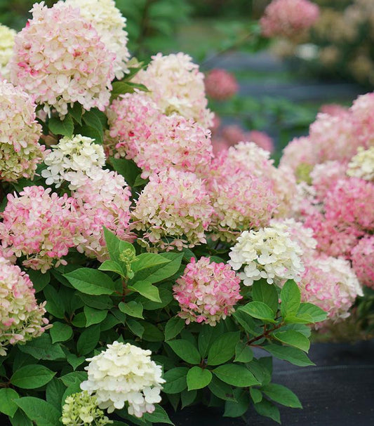 2G Hydrangea pan. Fire Light Tidbit® ('SMNHPK') Fire Light Tidbit® Panicle Hydrangea: Patent ppaf 1012715