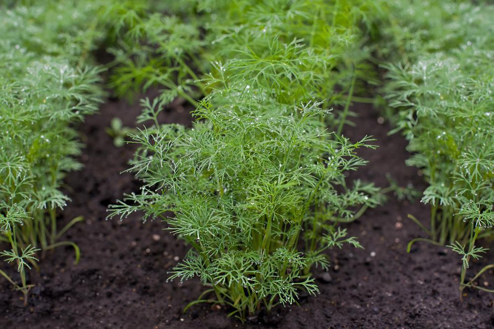 1G Anethum graveolens Dwarf Fernleaf Dill 1002126