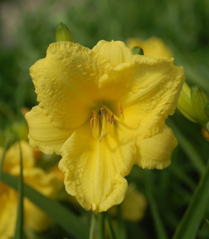 1G Hemerocallis 'Happy Returns' Happy Returns Daylily 1000372