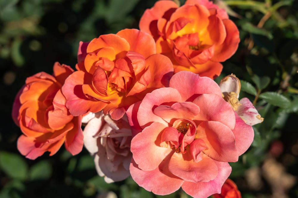 3G Rosa Coral Knock Out® ('Radral') Coral Knock Out® Rose: Patent PP19,803 1009837