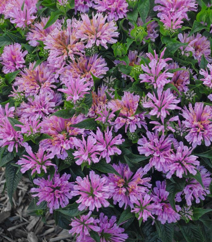 1G Monarda didyma 'Pardon My Lavender' Pardon My Lavender Bee Balm: Patent PPAF 1008696 PC