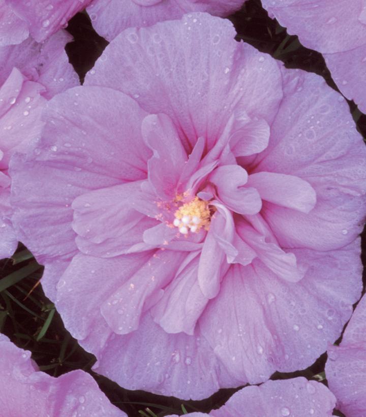 5G Hibiscus syriacus 'Lavender Chiffon' ('Notwoodone') Lavender Chiffon® Rose of Sharon: Patent PP12,619 1004253