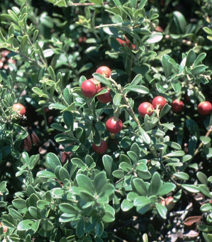 Arctostaphylos 'Massachusetts Hybrid' Massachusetts Hybrid Kinnickinnick, Bearberry - 4`` POT 1014790