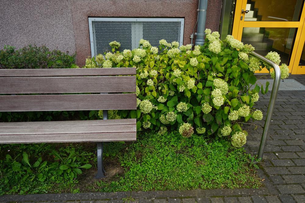 8" Hydrangea arborescens 'Invincibelle Sublime' ('SMNHRL') Smooth Hydrangea: Patent PP34,418 1014992