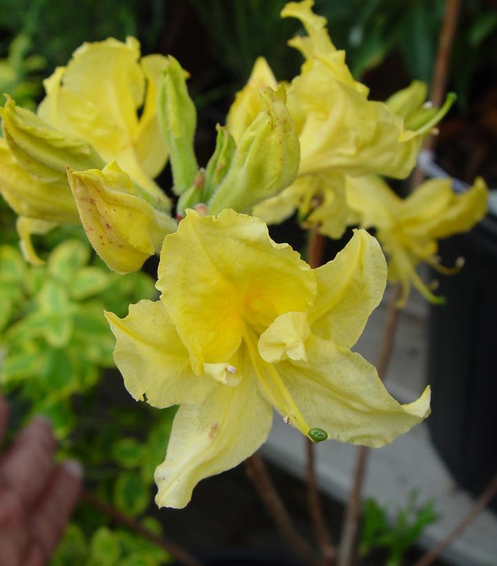 3G AZALEA 'LEMON LIGHTS' Lemon Lights Azalea Deciduous