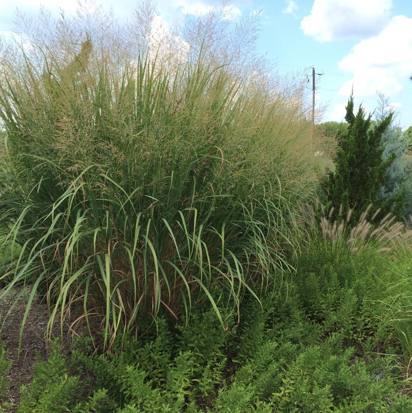 3G Panicum virgatum 'Thundercloud' Thundercloud Swichgrass: Patent PP20,665