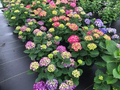 3G Hydrangea mac. Wee Bit Giddy® ('SMNHML') Wee Bit Giddy® Bigleaf Hydrangea: Patent PPAF 1012712