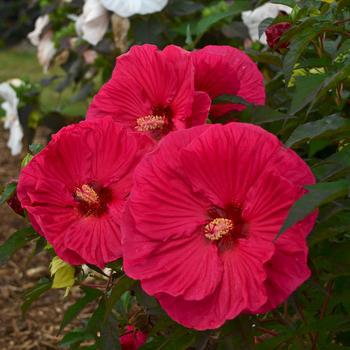 3G Hibiscus 'Summer in Paradise' Summer in Paradise Rose Mallow: Patent PP28,730 1010635