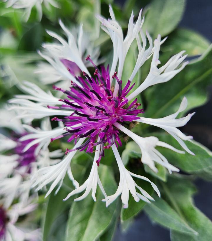 1G Centaurea Amethyst In Snow Amethyst in Snow Bachelors Button: Patent PP18,284 1003442