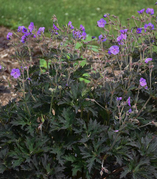 8" PT Geranium pratense 'Boom Chocolatta' Boom Chocolatta Hardy Geranium (Cranesbill): Patent PPAF 1011925