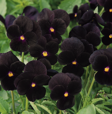 5.5" Viola - Sorbet Black Delight