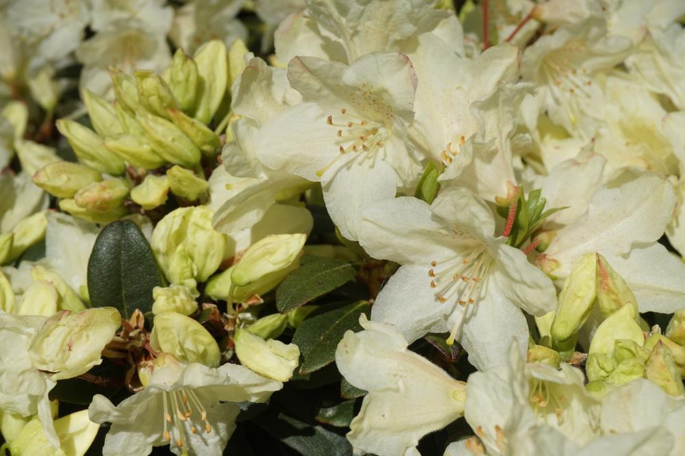 3G Rhododendron 'Towhead' Towhead Rhododendron