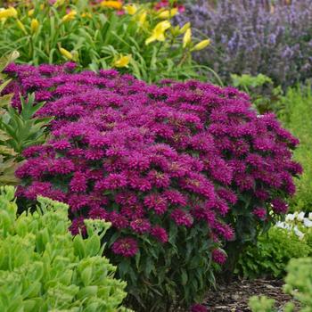 2G Monarda Sugar Buzz™ 'Grape Gumball' Grape Gumball Bee Balm: Patent PPAF 1007349