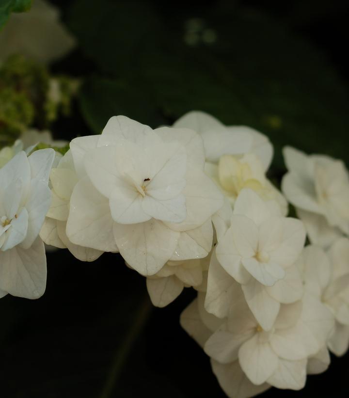 3G Hydrangea mac. 'Wedding Gown' ('Dancing Snow') Wedding Gown™ Hydrangea: Patent PP21,052 1012181