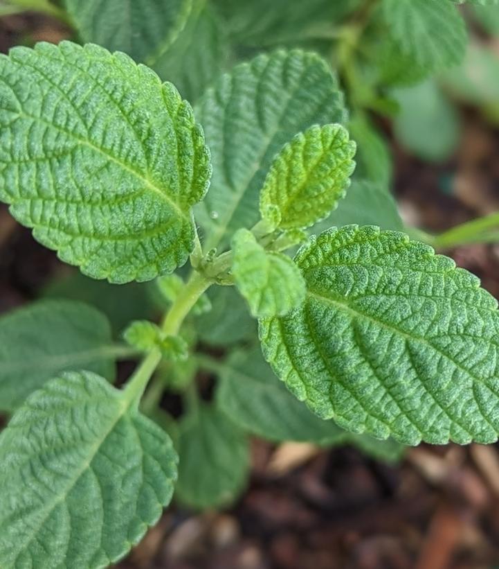 1G Lippia graveolens 'Mexican Oregano' 1015205