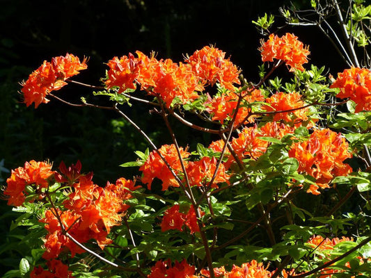 3G Azalea 'Mandarin Lights' Deciduous Mandarin Lights Azalea 1001998