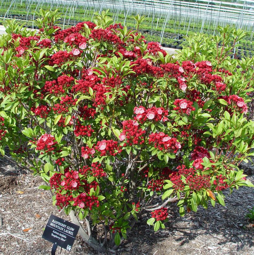 3G Kalmia lat. 'Raspberry Glow' Raspberry Glow Mountain Laurel 1000229