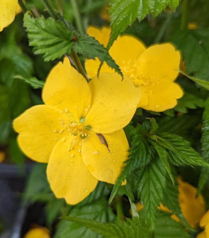 2G KERRIA JAPONICA `GOLDEN Guinea (Japanese Marigold, Rose, Miracle) Golden Guinea Kerria 1001951